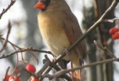 Female cardinal